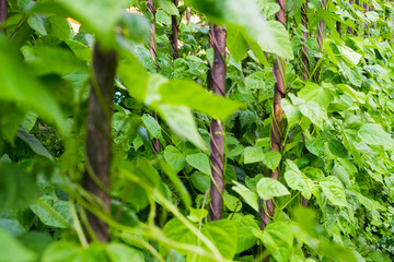 Growing the beans (Phaseolus vulgaris)