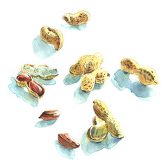Watercolour sketch of handful of peanuts on white