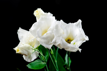 closeup of eustoma flower on a black background