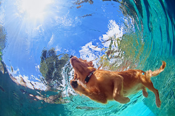 Underwater photo of golden labrador retriever puppy in outdoor swimming pool play with fun - jumping and diving deep down. Activities and games with family pets and popular dog on summer holiday. - Powered by Adobe