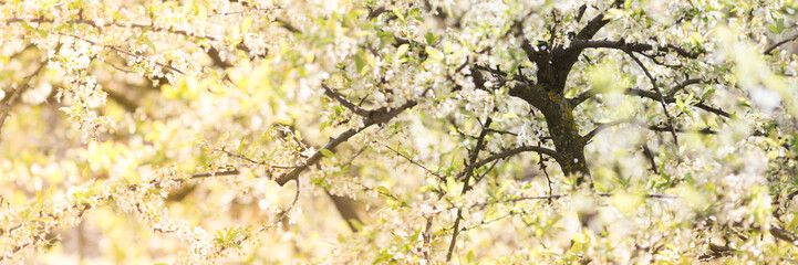 Tree photo background