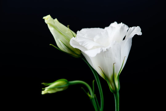 Fototapeta closeup of eustoma flower on a black background