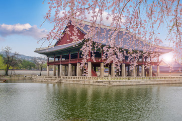 cherry blossom in spring of Gyeongbokgung Palace in seoul,korea