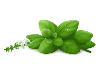 Basil leaves on white background