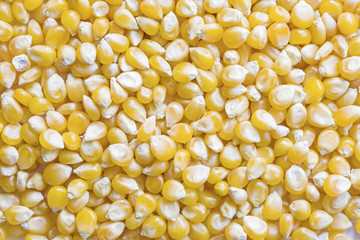 Corn seeds background texture