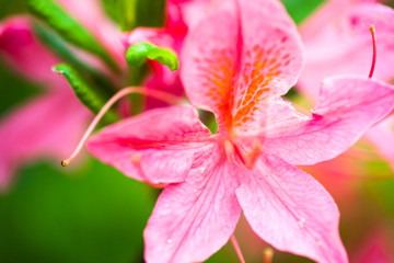 Fototapeta premium Rhododendron pink flowers