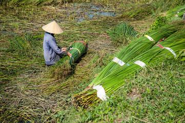 Woman working on papyrus mats fields in Long An province, Vietnam.