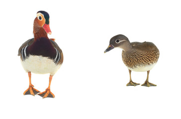 male mandarin duck