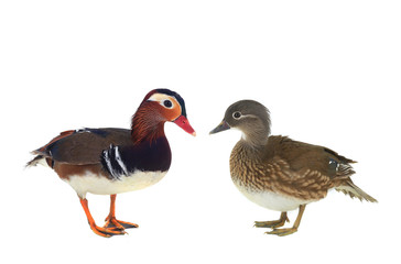 mandarin duck