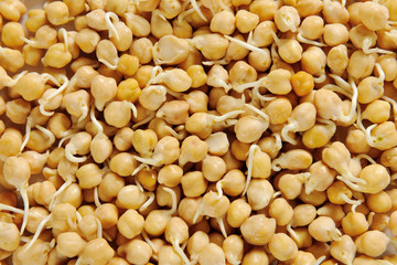 Sprouted chickpeas
