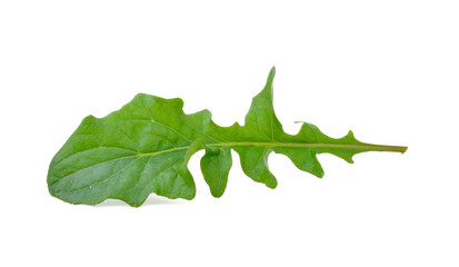 Leaves of Gerbera on white background