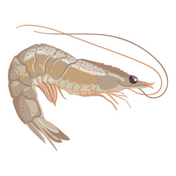 Vector image of shrimp
