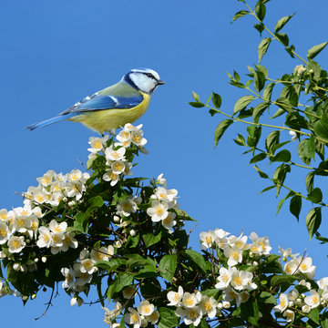 Fr&uuml;hling 361