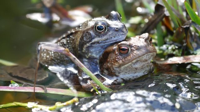 Two Common Frogs Mating Surrounded by Frog Spawn