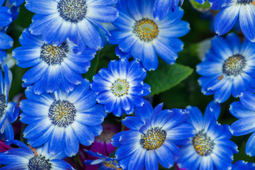 Fototapeta premium Many Beautiful Blue
