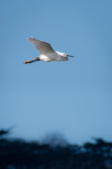 Little Egret in flight