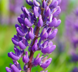 Lupin flowers (Lupinus)