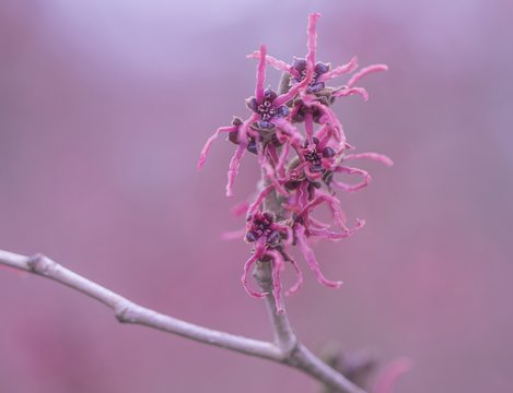 Rote Zaubernuss - (Hamamelis)