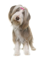 female bearded collie
