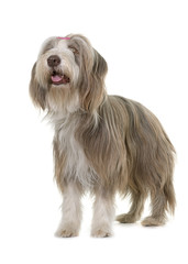 female bearded collie