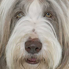 female bearded collie