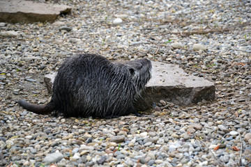 nutria