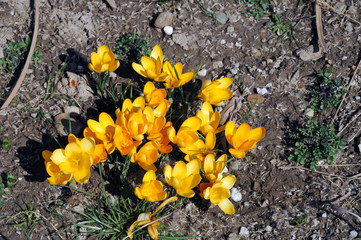 Yellow crocuses in early spring