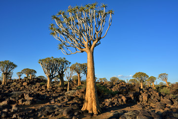 Quiver Tree Forest Namibia