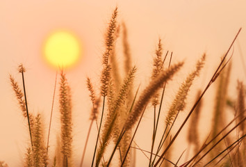 silhouette setaceum pennisetum fountain grass on sunset background.