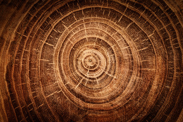Naklejka premium stump of oak tree felled - section of the trunk with annual rings