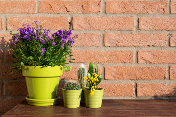 Succulent plants and violet flowers plant in green pots - brick wall background