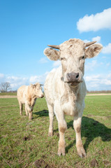 Portrait of two cows with horns