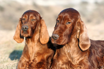 Beautiful Irish Setter dogs looking at the camera