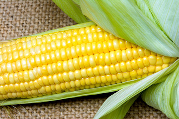 Fresh corn cobs on sack background