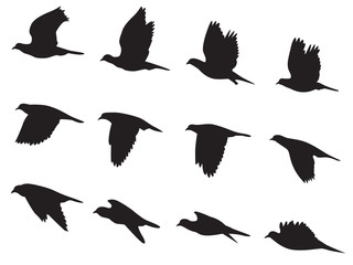 Silhouette Pigeons bird flying motion