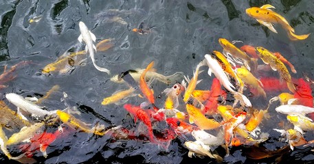Colorful koi fish swimming in the pond