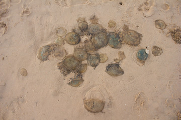 The thrown-out jellyfishes, on the beach in Vietnam