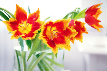 A bouquet of red tulips, close up