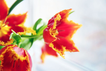 A bouquet of red tulips on a windowsill, close up