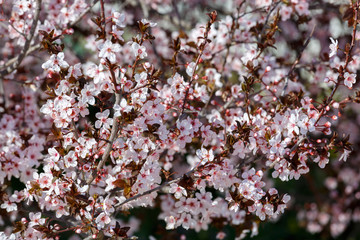 Plum tree with bright white flowers