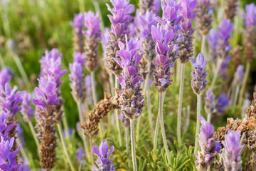 Ripe lavender flowers