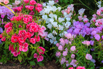 Fototapeta premium Many bright-colored flowers in the flowerbed