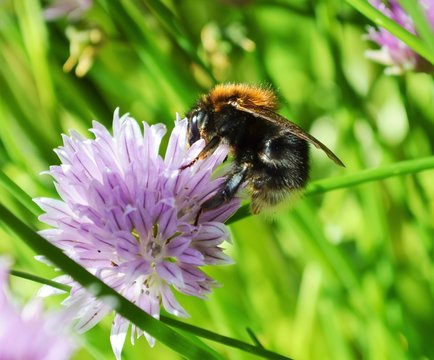 Close-up image of a Bumble bee on a Chive flower.