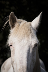 cheval