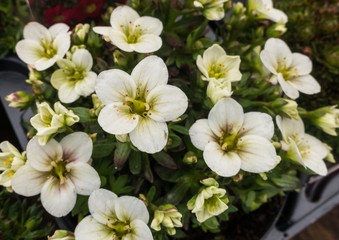 Saxifraga Arendsii Blossom