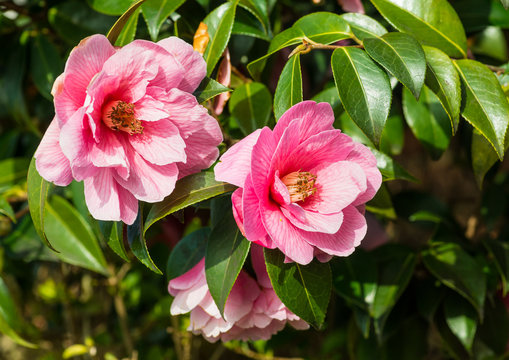 Camellia Pairing
