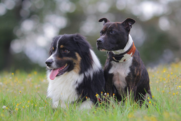 staffordshire bull terrier and australian shepherd