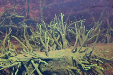 Fototapeta na wymiar Freshwater Sponge (Spongilla lacustris)