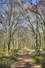 Kirkconnell Flow Path into Trees Portrait