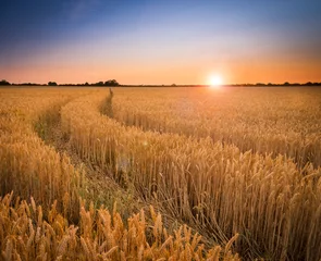 Wall murals Countryside Ripening wheat or barley field farm sunset